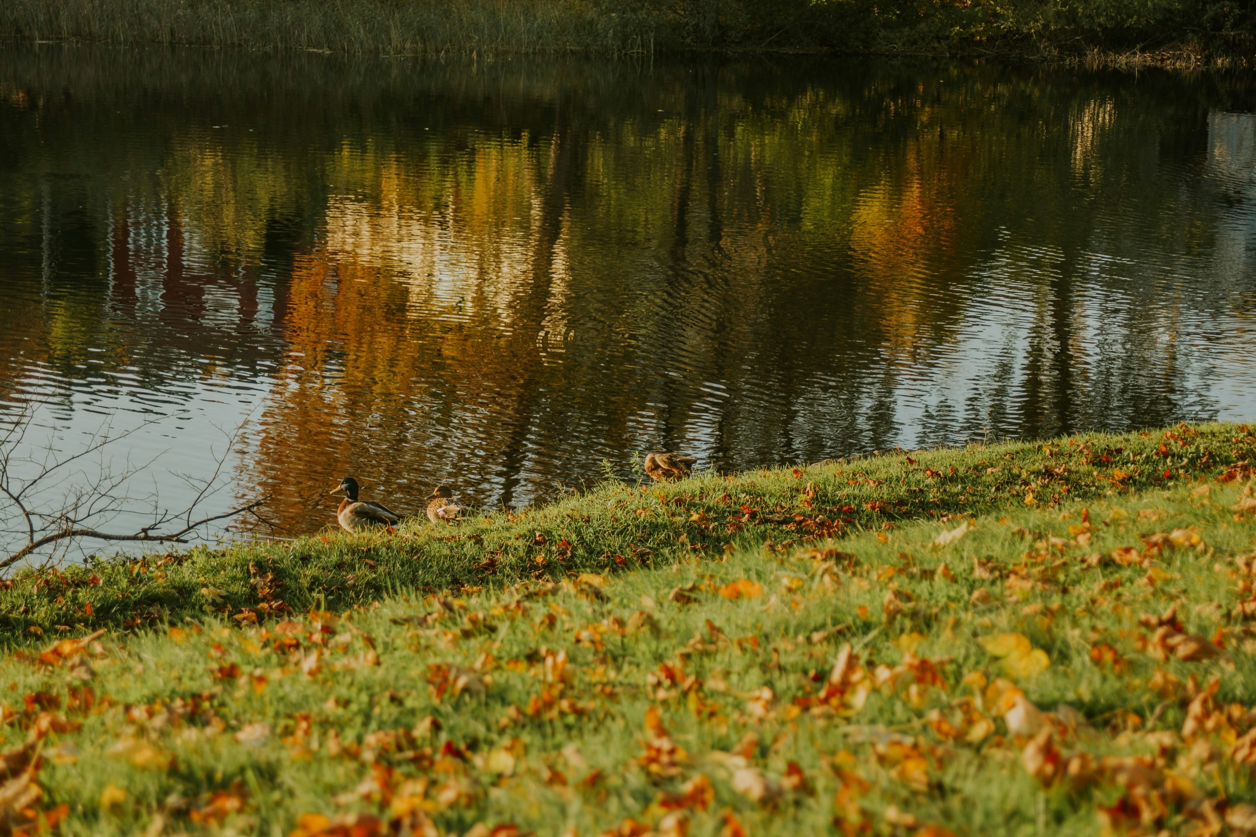lake with fall leaves on the ground
